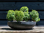 Чаша MONIQUE Natural Pottery Pots Нидерланды, материал файберстоун, доп. фото 2
